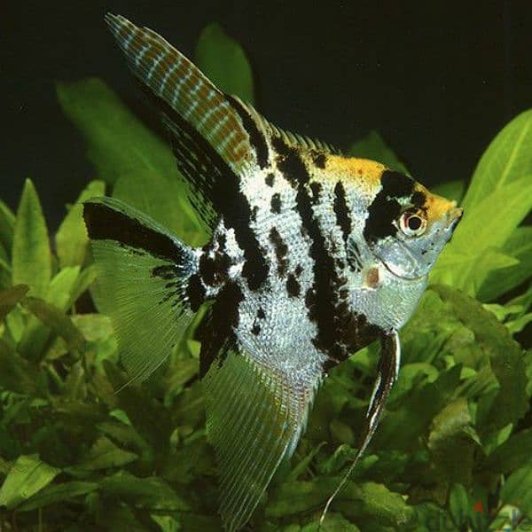 golden white and black marble angelfish 0