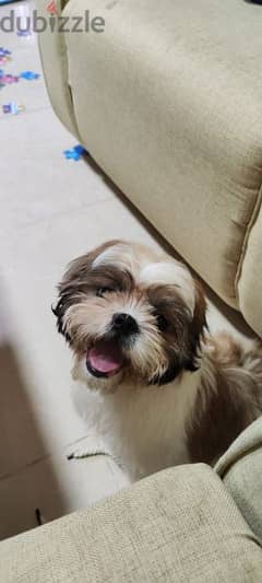 4 Months old male pure Shih Tzu