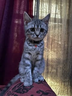 brittish short hair male kitten