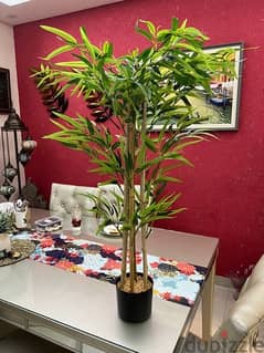 Bamboo plant , brand new condition !