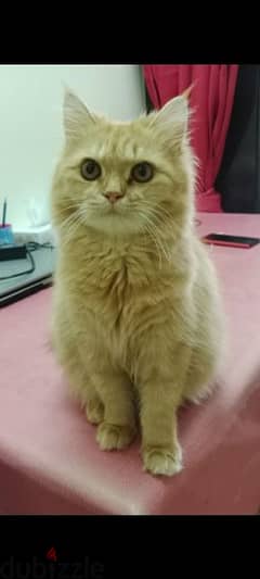 5 Month old Turkish Angora female cat.