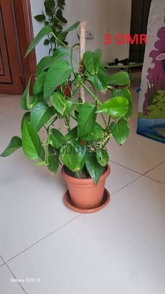 Money plant for sale very less price 5 riyal only both