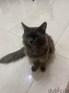 Grey long haired cat 0