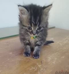 Blue Eyes Pure Persian kitten Age 50 Days Delevery Possible 79146789