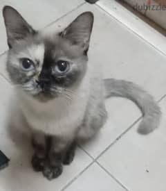 Blue Eyes Regdol Female Cat age 15 months Delevery Possible 79146789