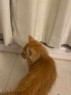 urgent sell 2 months old cat