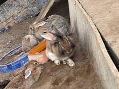 Rabbits  for sale ارانب للبيع