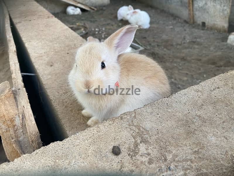 Rabbits  for sale ارانب للبيع 1