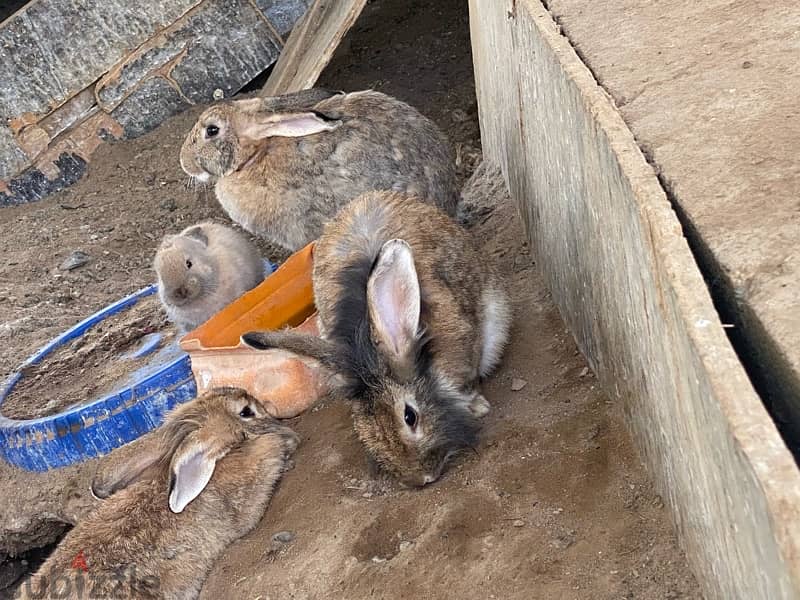Rabbits  for sale ارانب للبيع 2