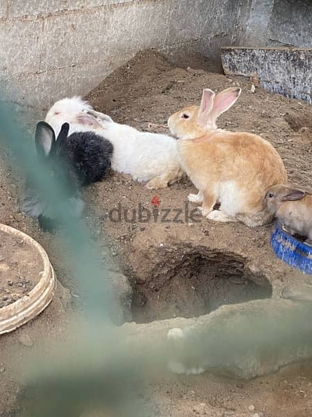 Rabbits  for sale ارانب للبيع 3