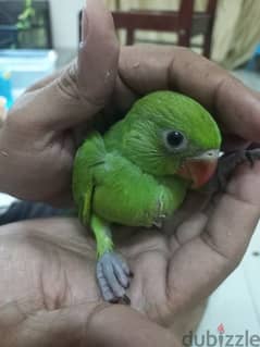Ringneck parrot baby Tamed /ببغاء أليف
