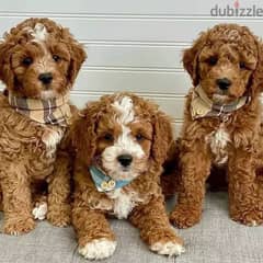Cavapoo Puppies Available 0