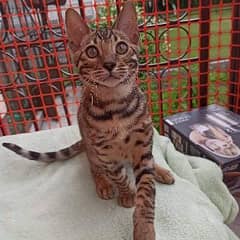 Bengal Kittens Available 0