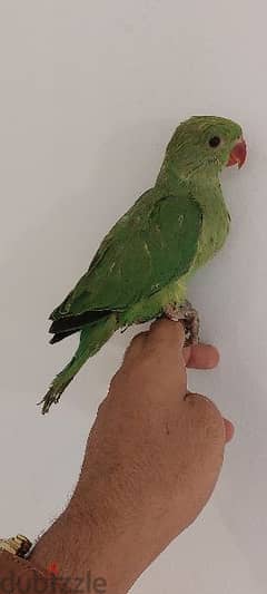 فروخ ببغاء الدره green parrot chicks