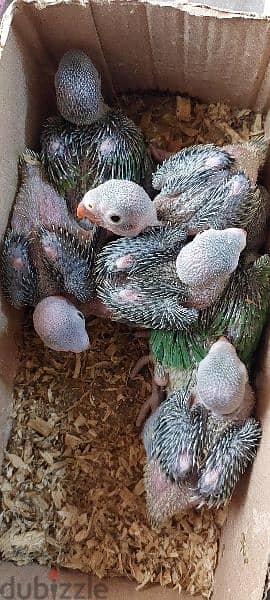 فروخ ببغاء الدره green parrot chicks 1