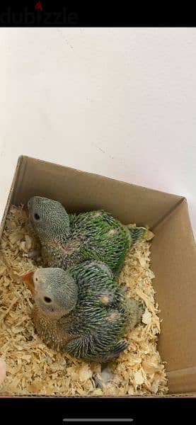 فروخ ببغاء الدره green parrot chicks 2