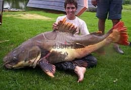 monster fishes for sale 0