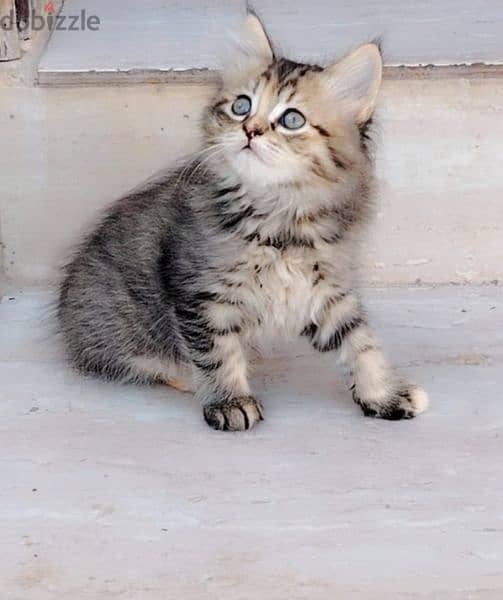 female kitten 1
