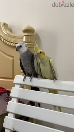 full grown breeding pair of cockatiels, whiteface and lutino