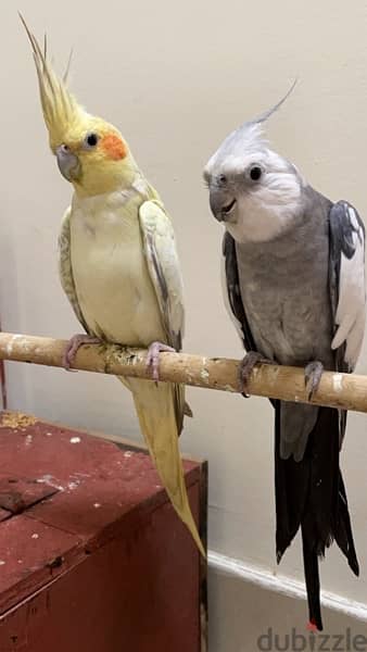 full grown breeding pair of cockatiels, whiteface and lutino 1