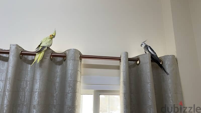 full grown breeding pair of cockatiels, whiteface and lutino 2