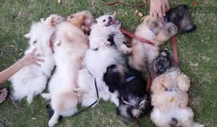Pomeranian dog and puppies, Ready for rehoming