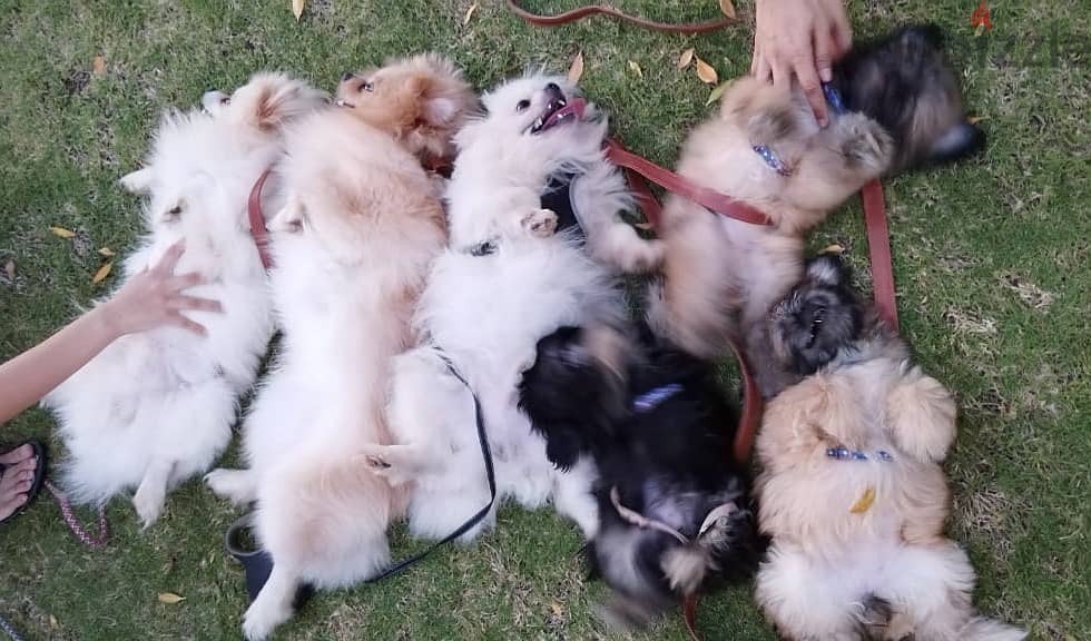 Pomeranian dog and puppies, Ready for rehoming 0