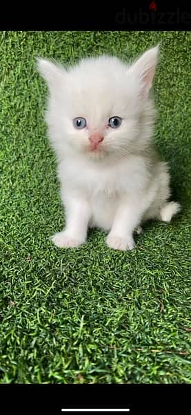 قطط شيرازية صغار للبيع 1