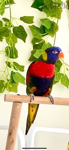 Parrot Lory rainbow