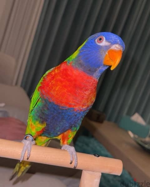 Parrot Lory rainbow 1