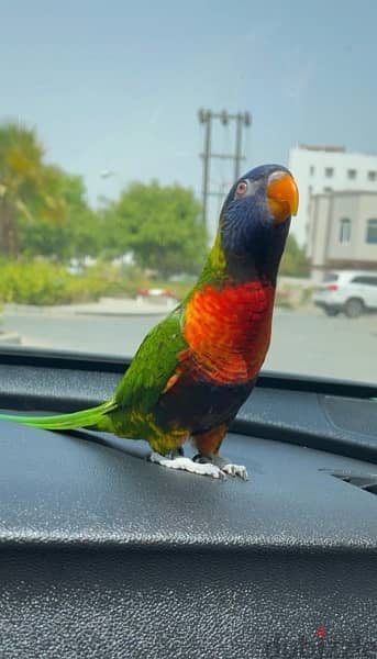 Parrot Lory rainbow 3