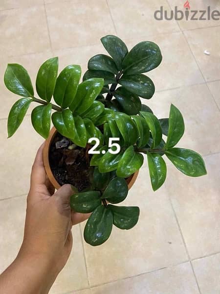 Beautiful plants for most affordable prices. 10