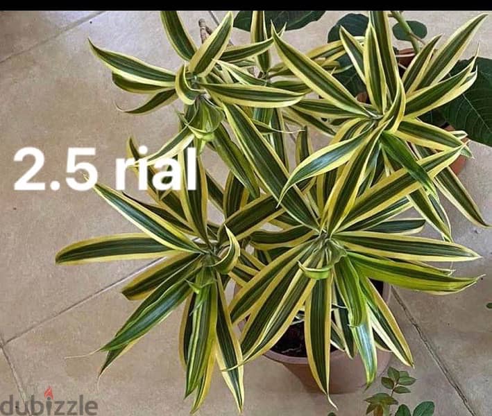 Beautiful plants for most affordable prices. 15