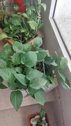 indoor plant 0