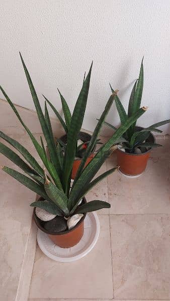 indoor plant 2