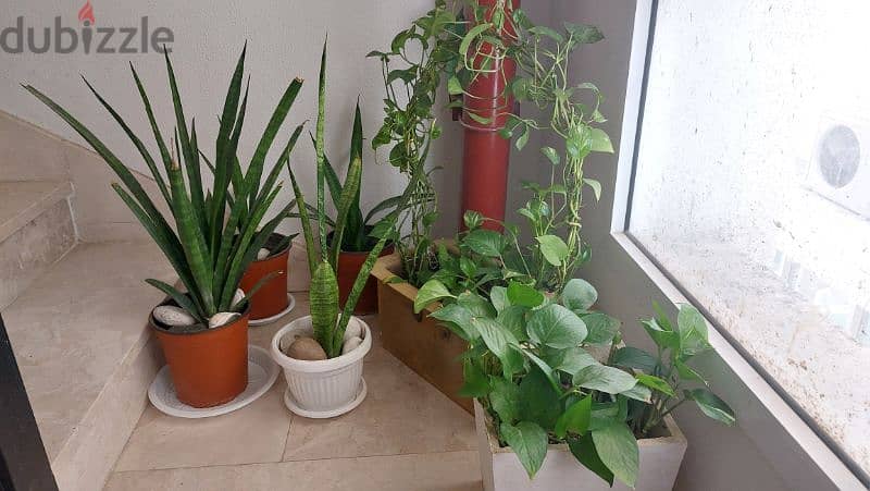 indoor plant 4
