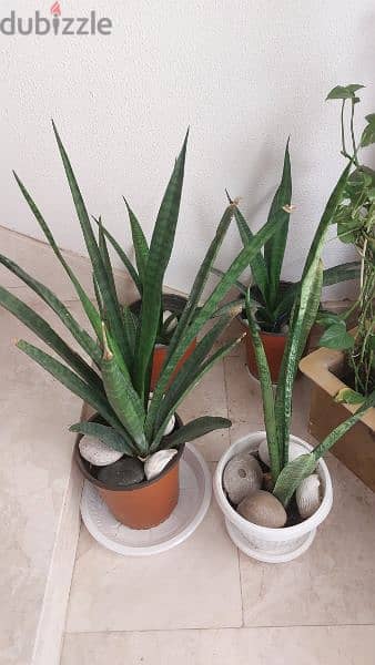 indoor plant 5