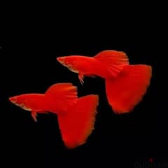 Red guppy fish available gold guppy fish available very nice colour