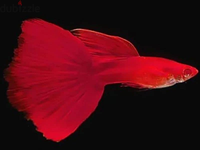 Red guppy fish available gold guppy fish available very nice colour 1