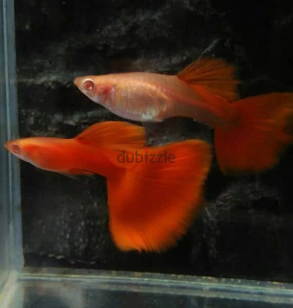 Red guppy fish available gold guppy fish available very nice colour 2