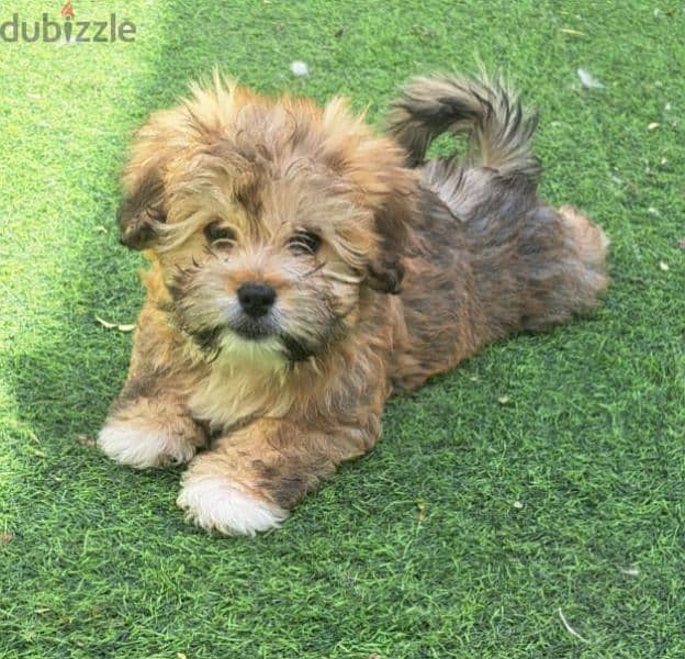 Maltese puppy for sale 1