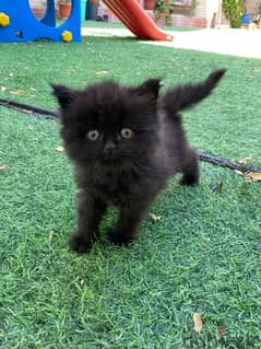 mix breed kitten (Scottish fold and British short hair) قطة سوداء مكس