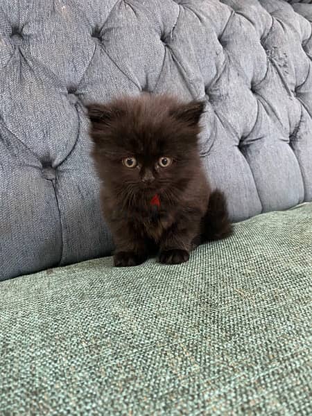 mix breed kitten (Scottish fold and British short hair) قطة سوداء مكس 2