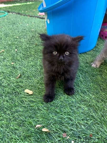 mix breed kitten (Scottish fold and British short hair) قطة سوداء مكس 3
