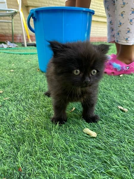 mix breed kitten (Scottish fold and British short hair) قطة سوداء مكس 4
