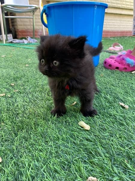 mix breed kitten (Scottish fold and British short hair) قطة سوداء مكس 5