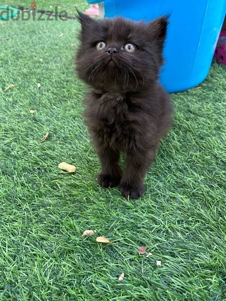 mix breed kitten (Scottish fold and British short hair) قطة سوداء مكس 6