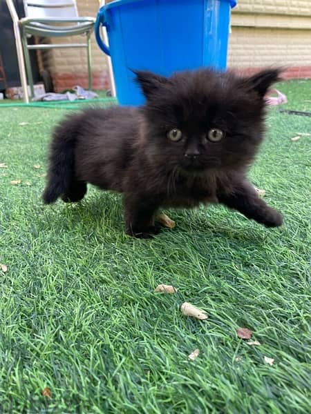 mix breed kitten (Scottish fold and British short hair) قطة سوداء مكس 7
