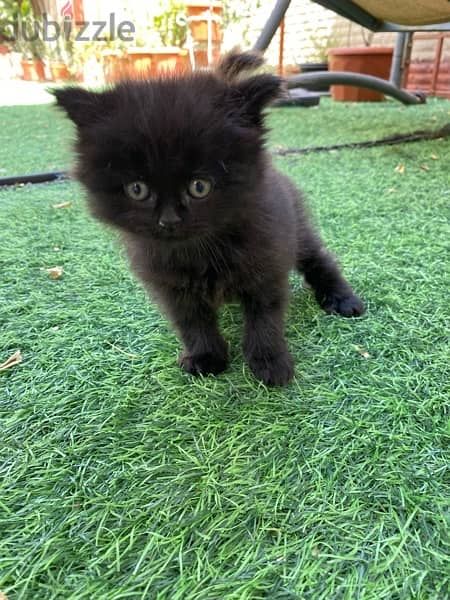 mix breed kitten (Scottish fold and British short hair) قطة سوداء مكس 9