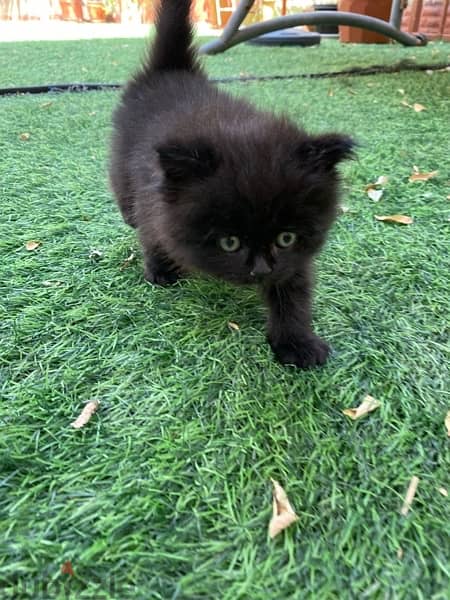 mix breed kitten (Scottish fold and British short hair) قطة سوداء مكس 10